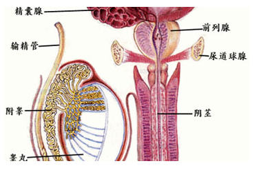 1,先天异常:包括输精管先天未发育或发育不良,附睾发育异常,精囊不