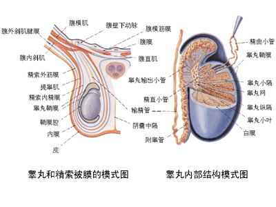 睾丸上有小疙瘩